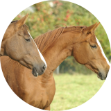 Reiten Im Muensterland 1