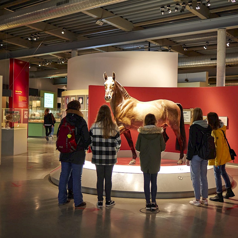 Paardenmuseum in de Allwetterzoo Münster