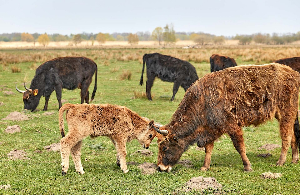 Heck cattle in the Münsterland