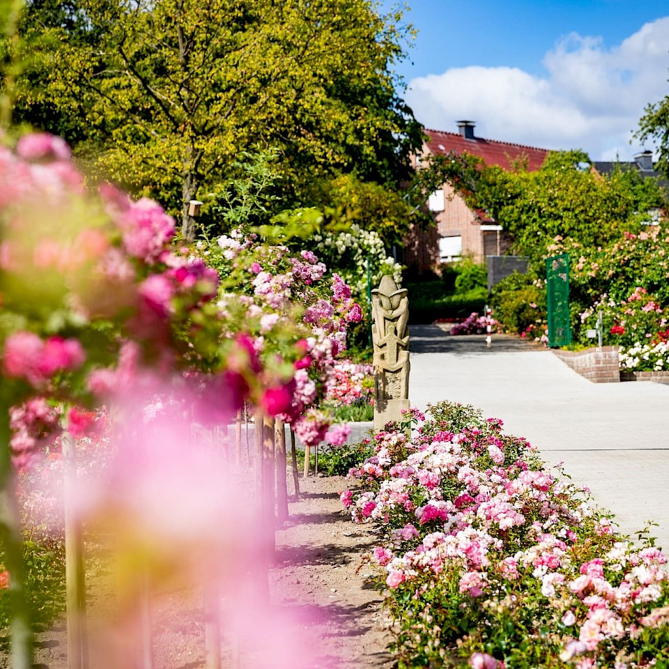 Rose Garden in Seppenrade