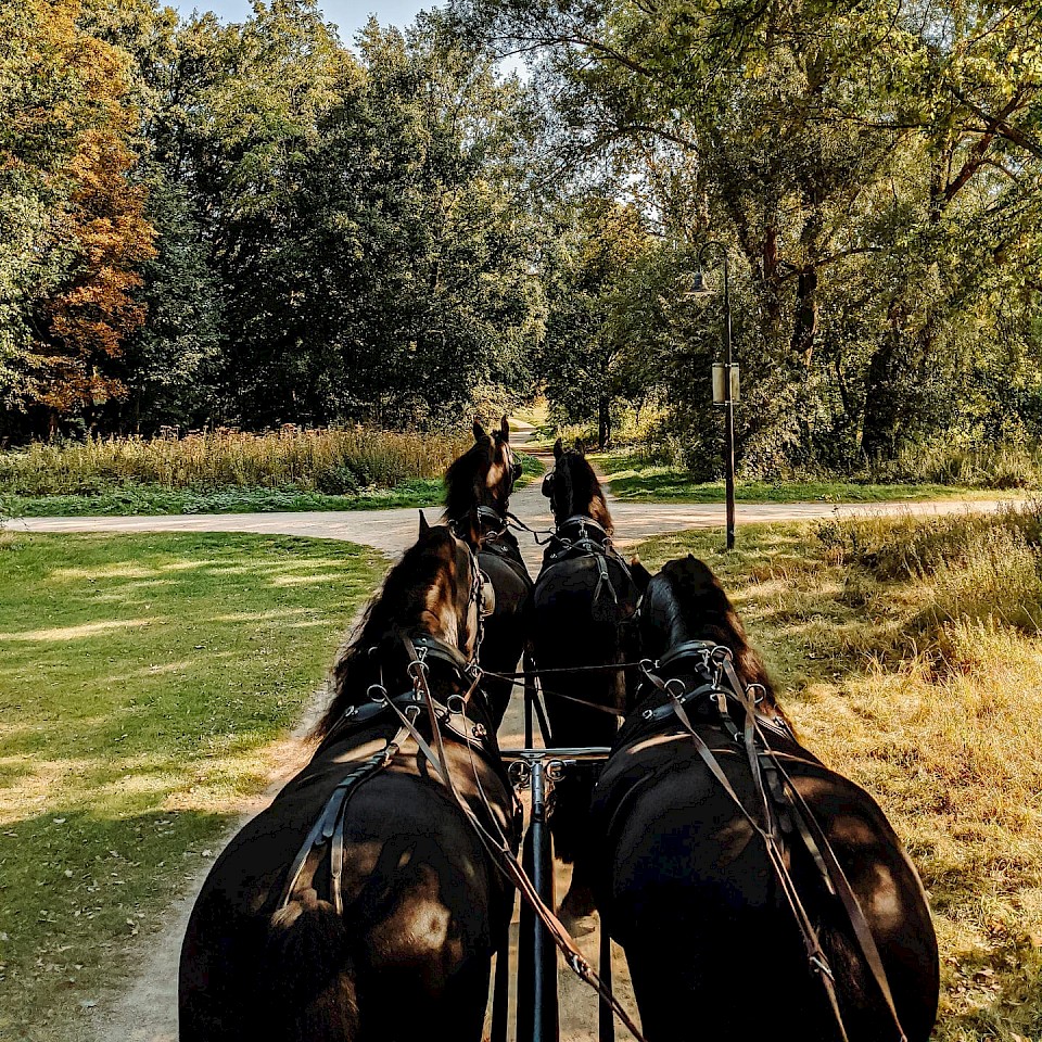 Carriage ride in the Münsterland