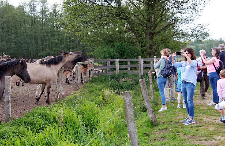 Auf der Besucherwiese konnten die Teilnehmer des Willkommensevents den Wildpferden ganz nah kommen.