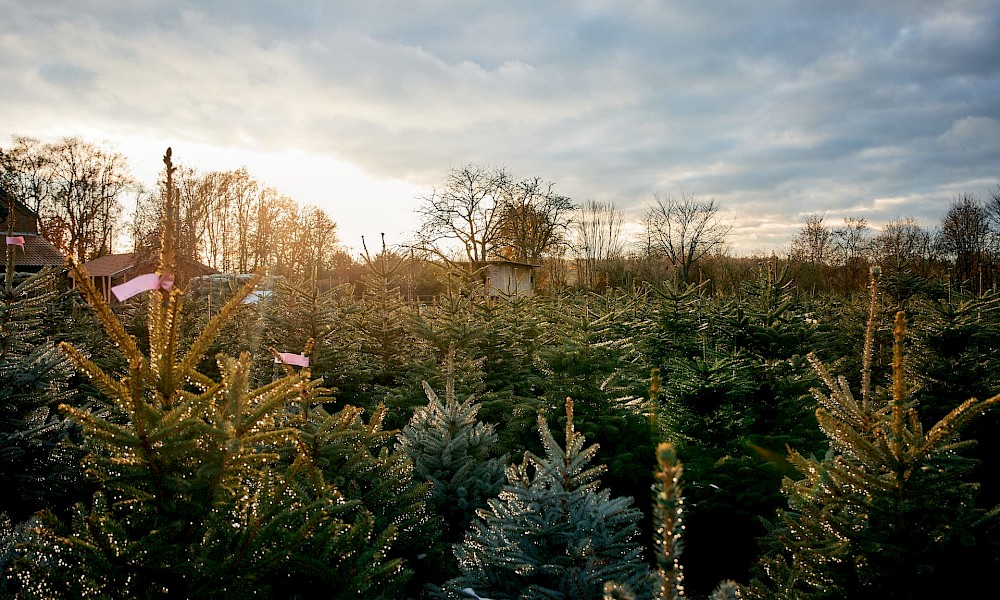 Weihnachtsbäume im Münsterland